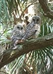 owl babies April 2009