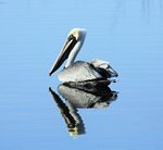 Peaceful Pelican.Alison Forbes4.2012