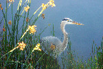 Heron In Grasses Alison Forbes