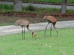 Sandhill.Cranes.Jack.Powers