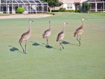 04 - Sandhill Crane Family (2)