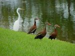 black bellied whistling ducks