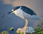 Diminto.DSC_0149 night heron